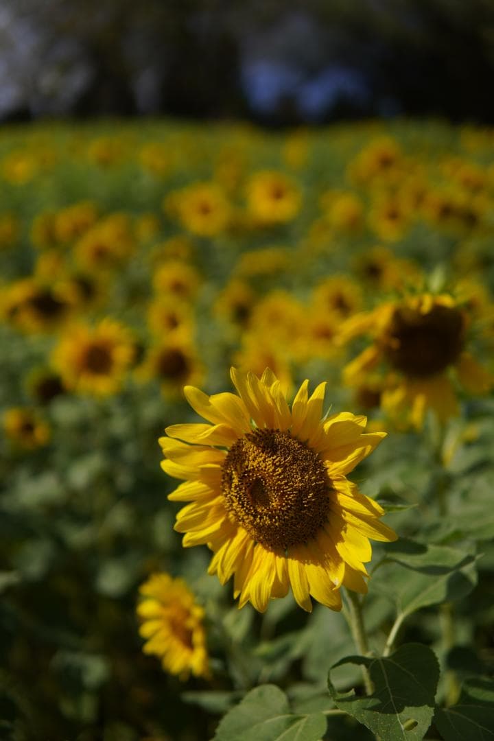 Maho★3姉弟ママ【SONY α6400】ソニーミラーレス一眼カメラ
