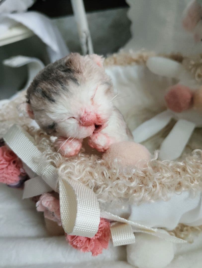 お世話してね❤生後１日子猫ちゃん♡バスケットとクマたん♡アートドール♡ぬいぐるみ