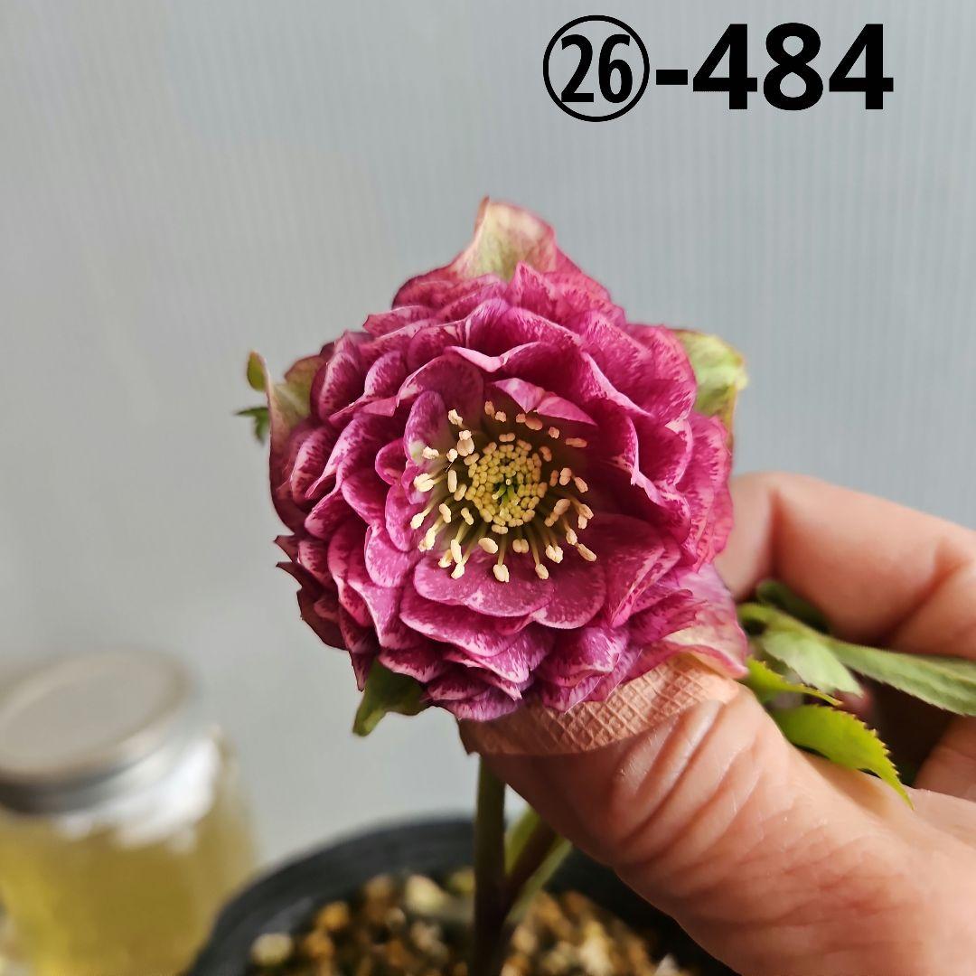 ㉖-484クリスマスローズ