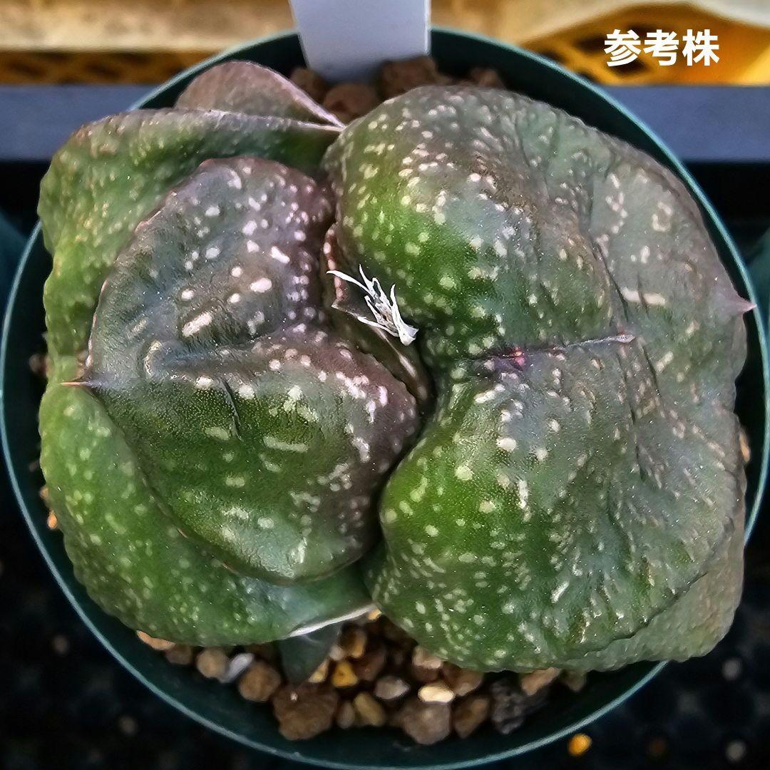 メルカリ便発送&ロウルサンコさんラベル付き☆ガステリア 臥牛十兵衛