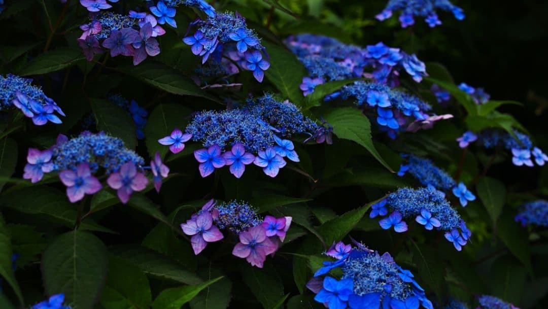 scoco様　NIKON　D70　超望遠⚡️初心者⚡️ダブルレンズ⚡️一眼レフ