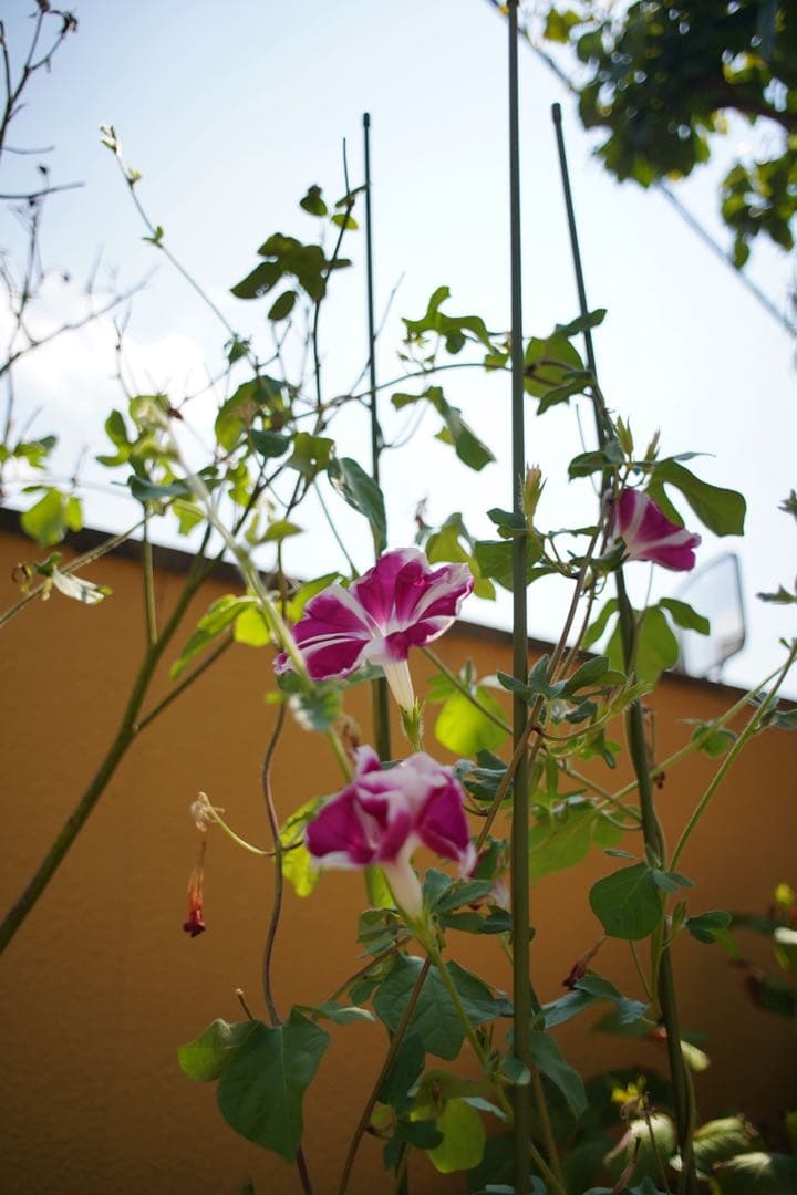 MINOLTA AF 24mm f/2.8 レンズ