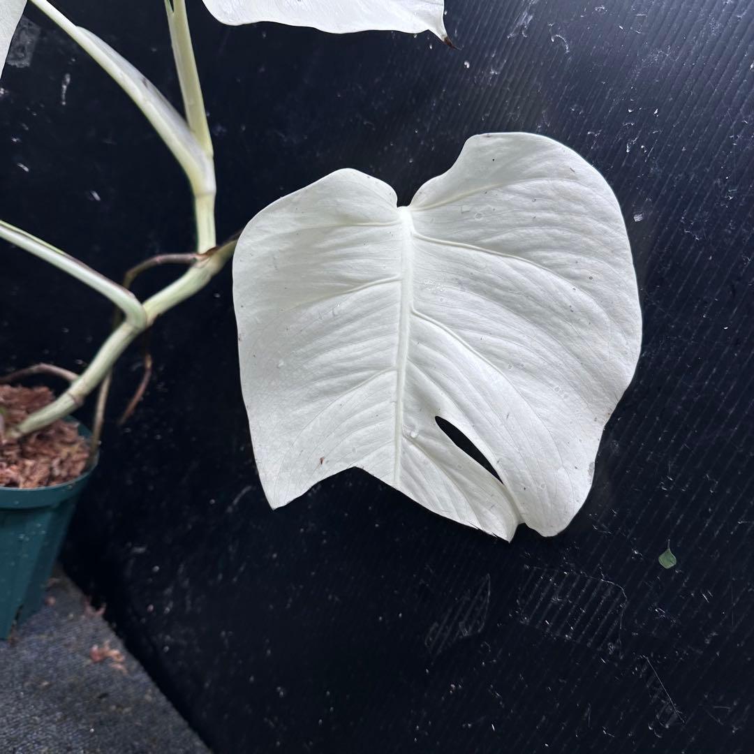 あ*さ様 モンステラ斑入りハーフムーンホワイトタイガー極美斑入り　　 57cm