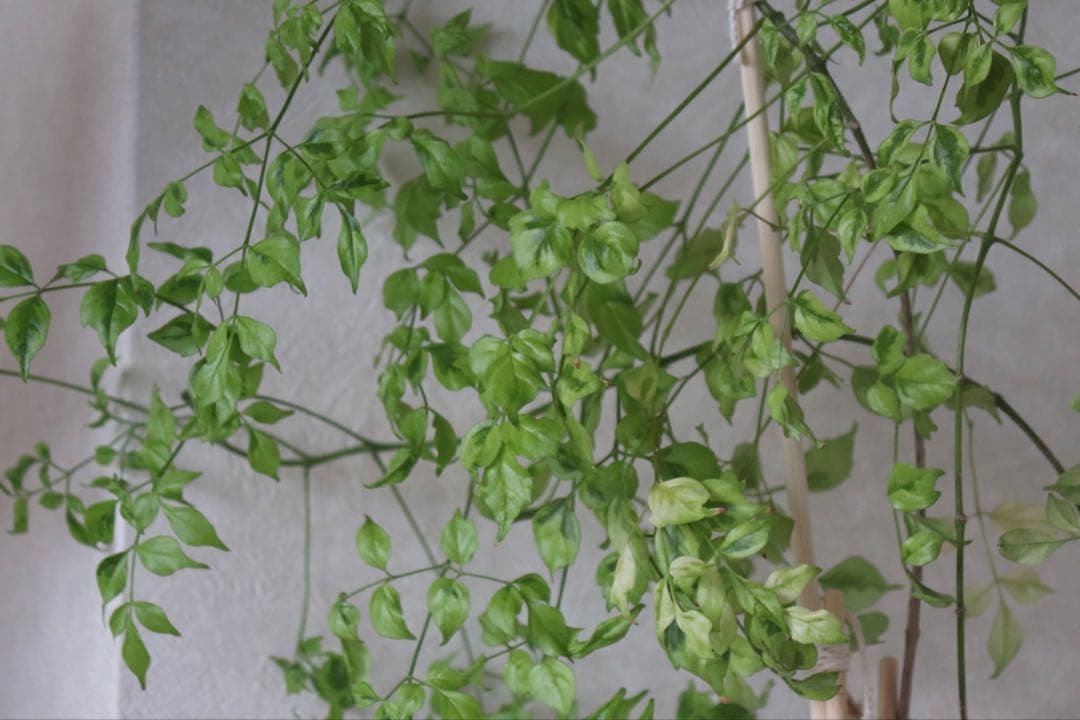 Canon EF-S 55-250mm F4-5.6 IS II ズームレンズ