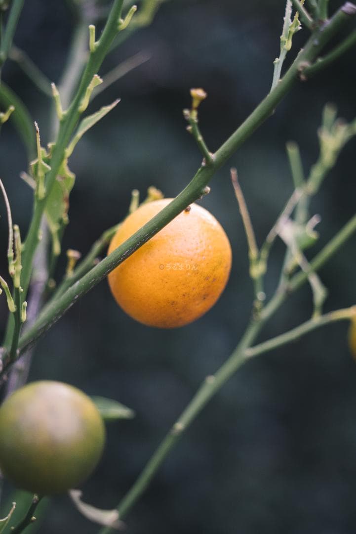 ライカの神マクロ！Leica Elmar 65mm F3.5 Visoflex