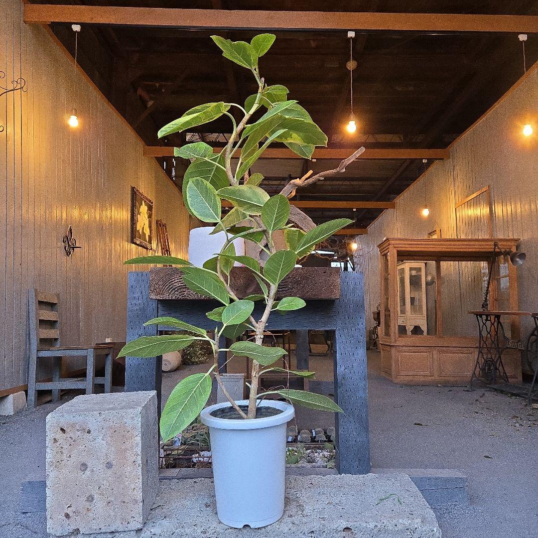 ②　フィカス　アルテシマ　曲がり仕立て8号　特大苗木最高等級極上品‼️