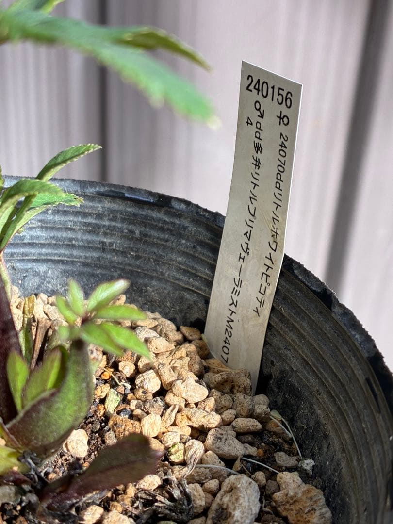 クリスマスローズ♡DDミストピンク