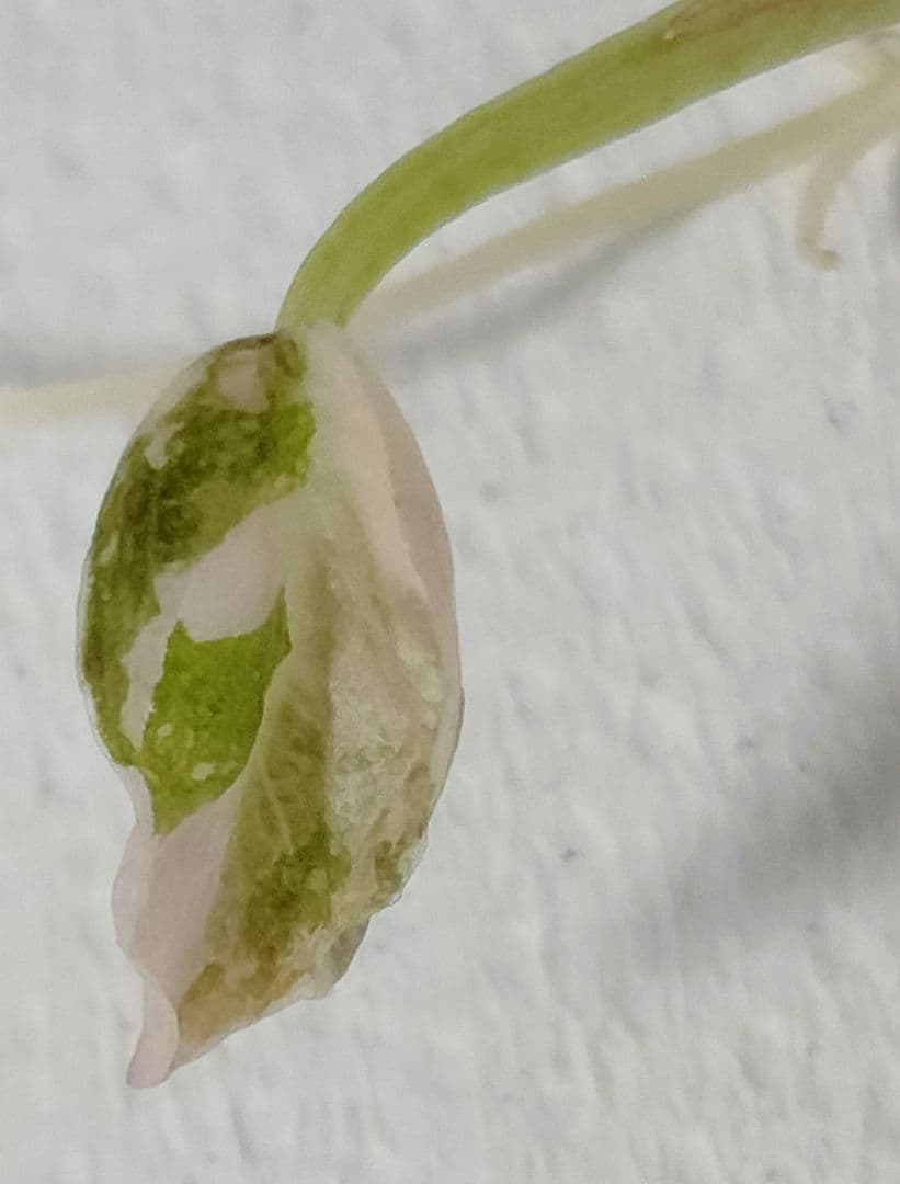 アロカシア クプレア ピンク斑入り Alocasia Cuprea Pink