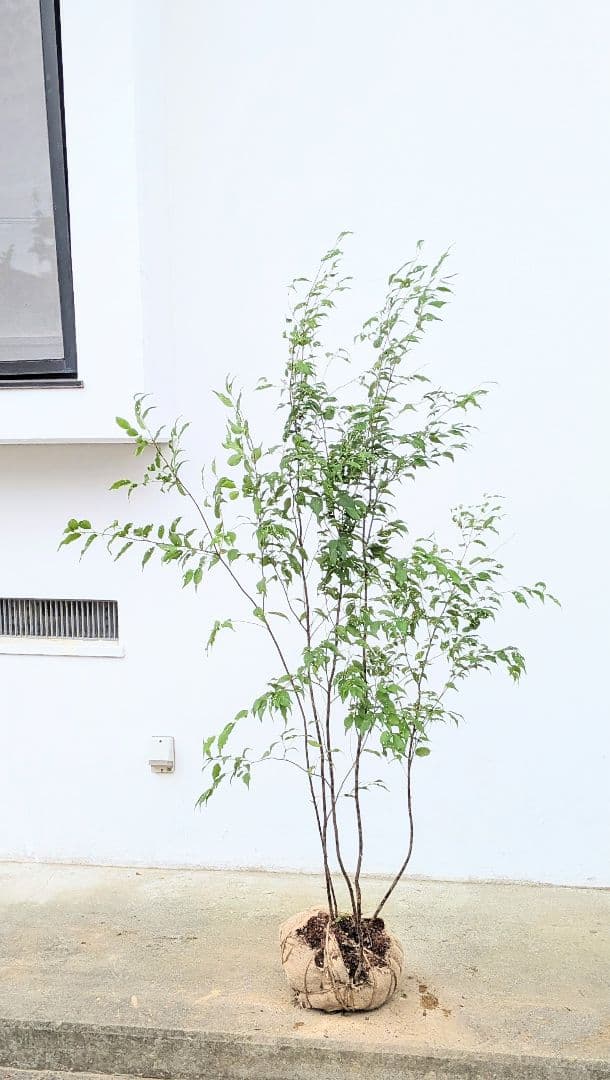 美形。山採りハイノキ。