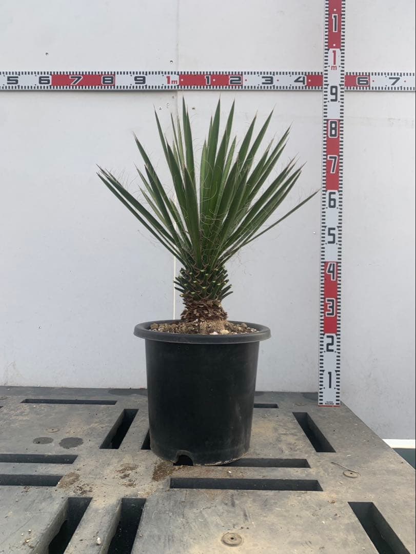 a*i様 ユッカ　フィリフェラ