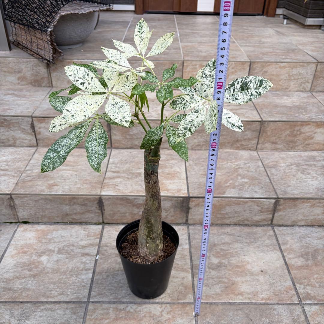 【大特価】パキラ　ミルキーウェイ　約5号鉢　No.003　鉢、送料込　メルカリ便