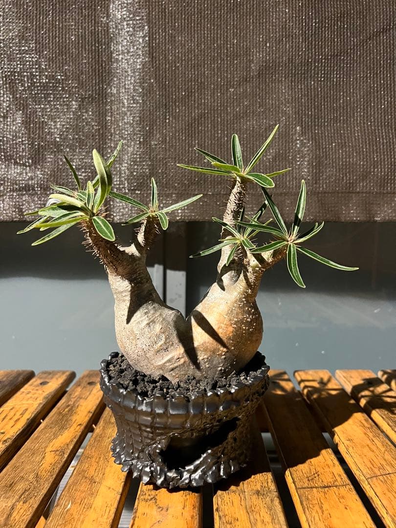 パキポディウムグラキリス２頭【現地球】