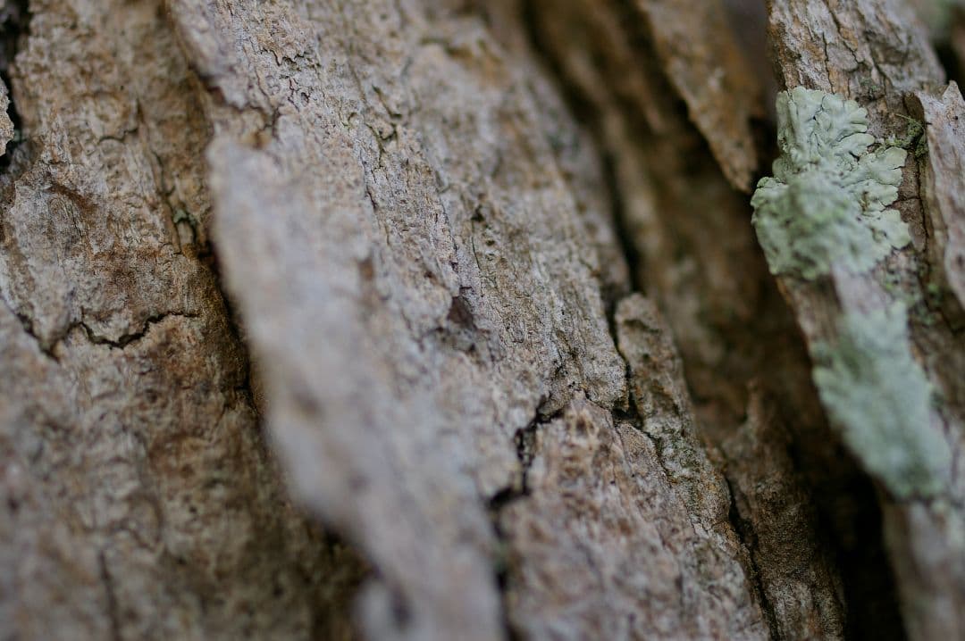 【レア】SMC PENTAX-D FA 50mm F2.8 フルサイズ マクロ