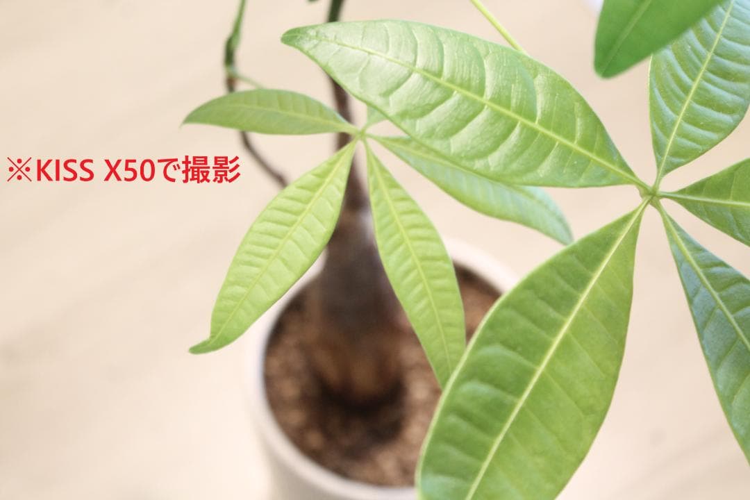 Canon KISS X50 一眼レフカメラ 手振補正、レンズ￼(18-55m)