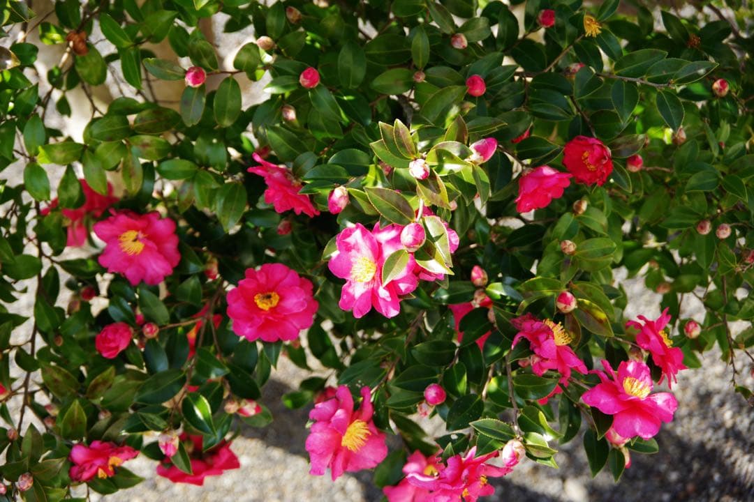 『美品』SIGMA 17-70mm f/2.8-4 DC MACRO HSM