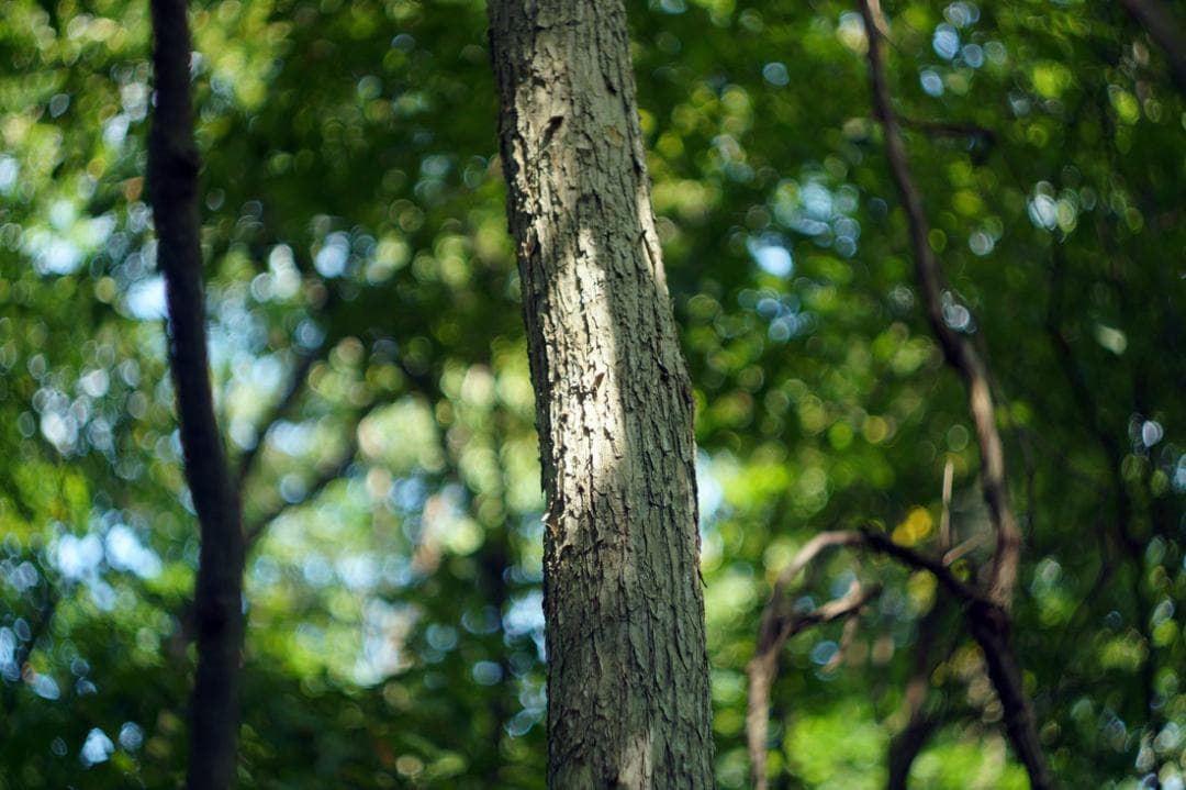 47【限定品】Art Photo Group 限定　未使用品　ヘリオス44-2