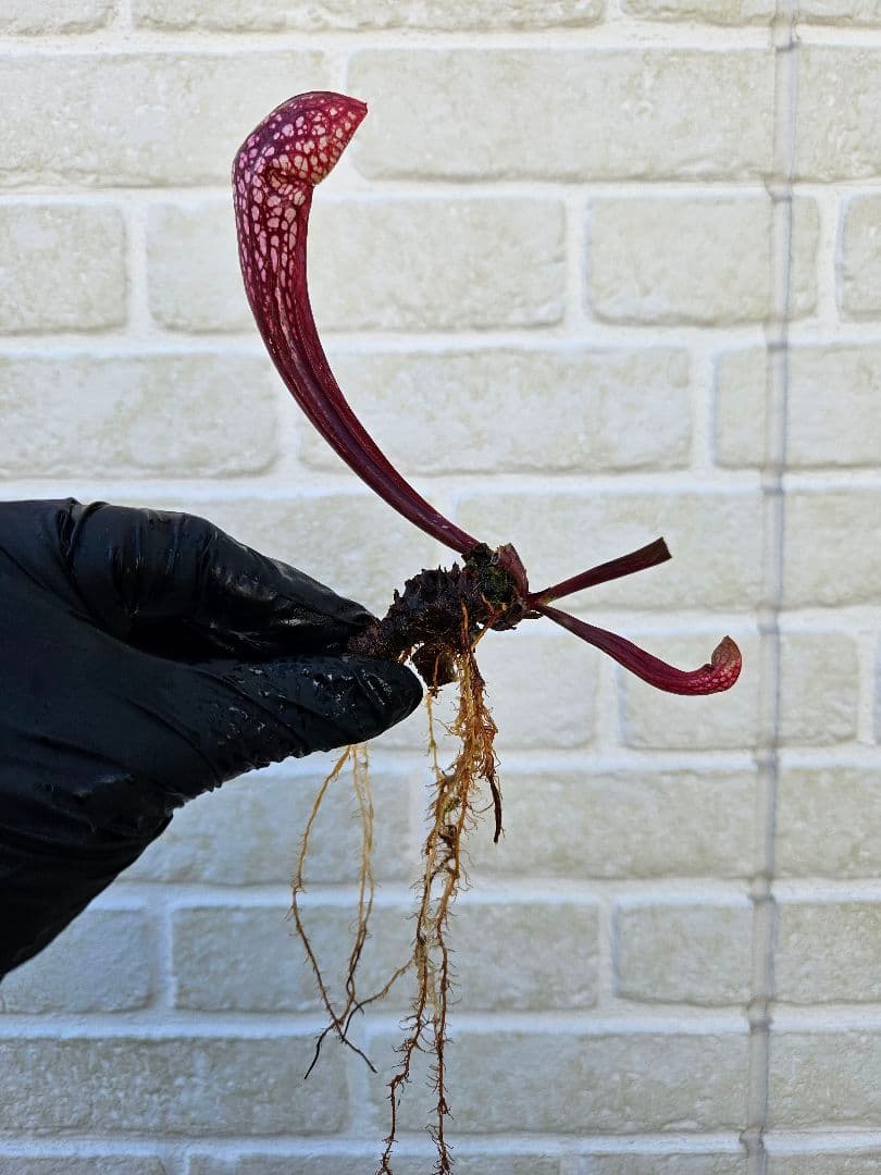 【逸品】食虫植物 サラセニア・イッセイ 一正園 充実株