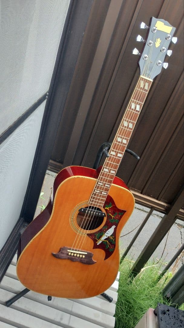 美品 激鳴り！ ジャパンビンテージ DOVE Wピックアップ付エレアコ