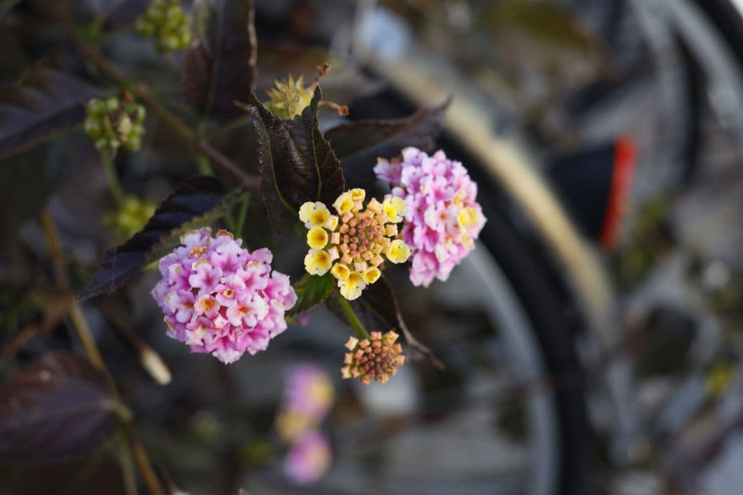 【中古品】EF40mm F2.8 STM