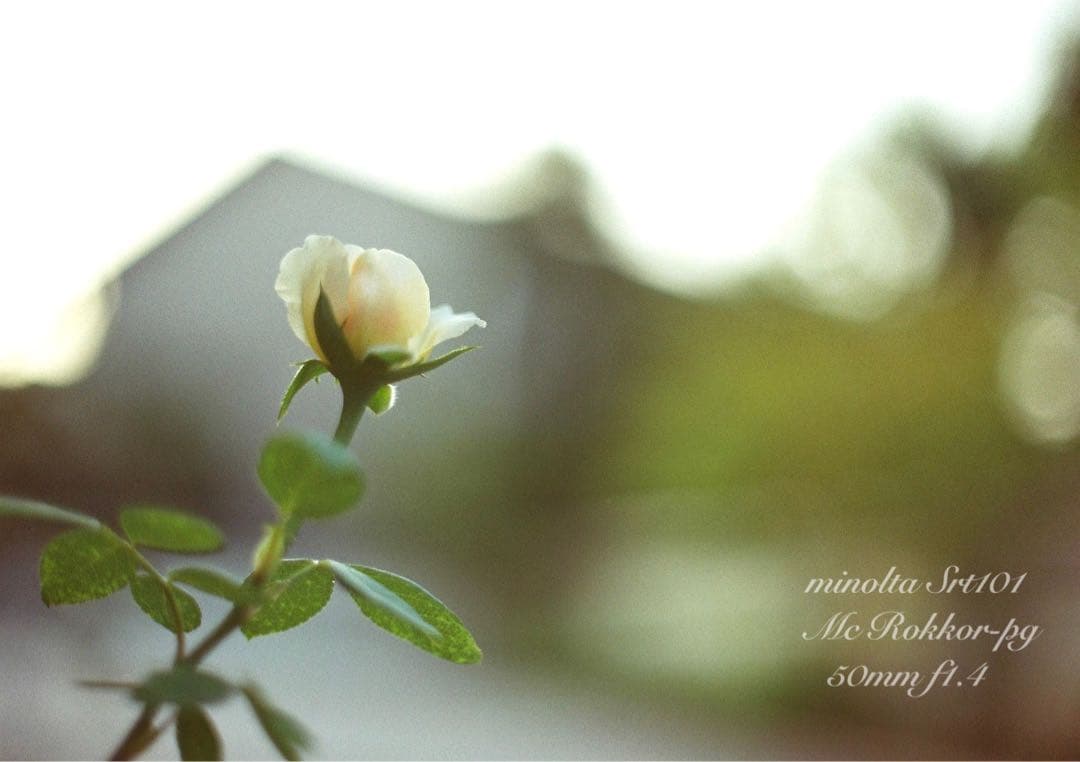 ★超美品・完動品★ミノルタsrt 101／翠のロッコールf1.4★初期保証