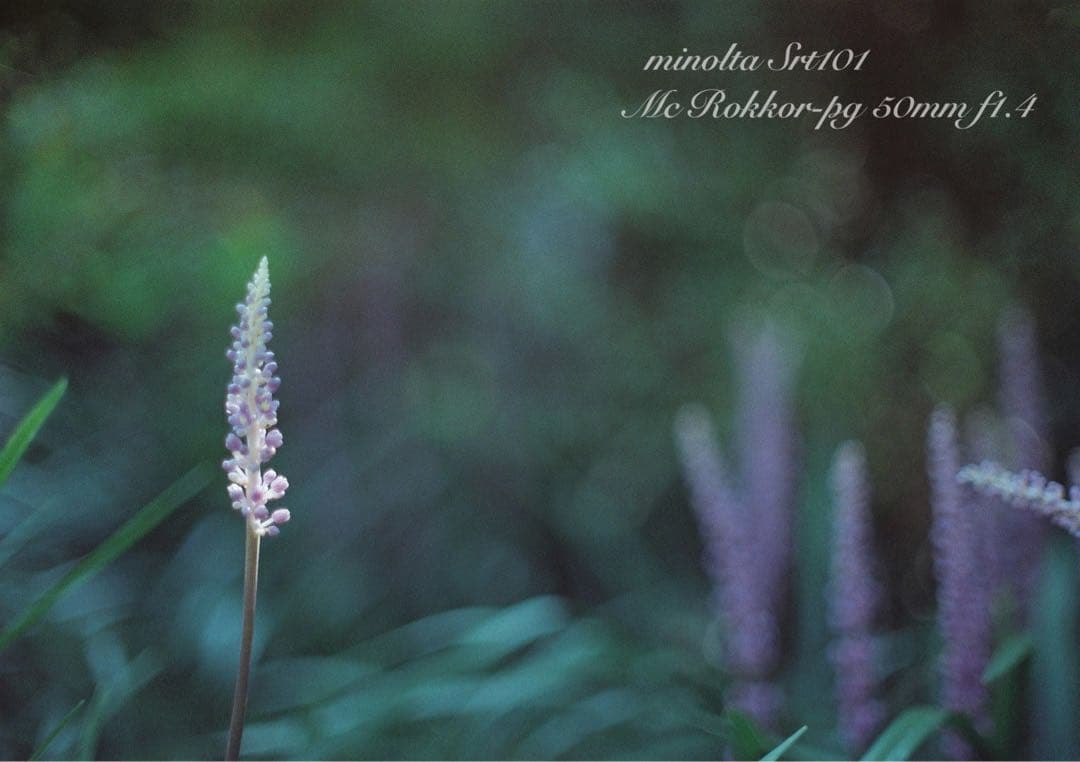 ★超美品・完動品★ミノルタsrt 101／翠のロッコールf1.4★初期保証