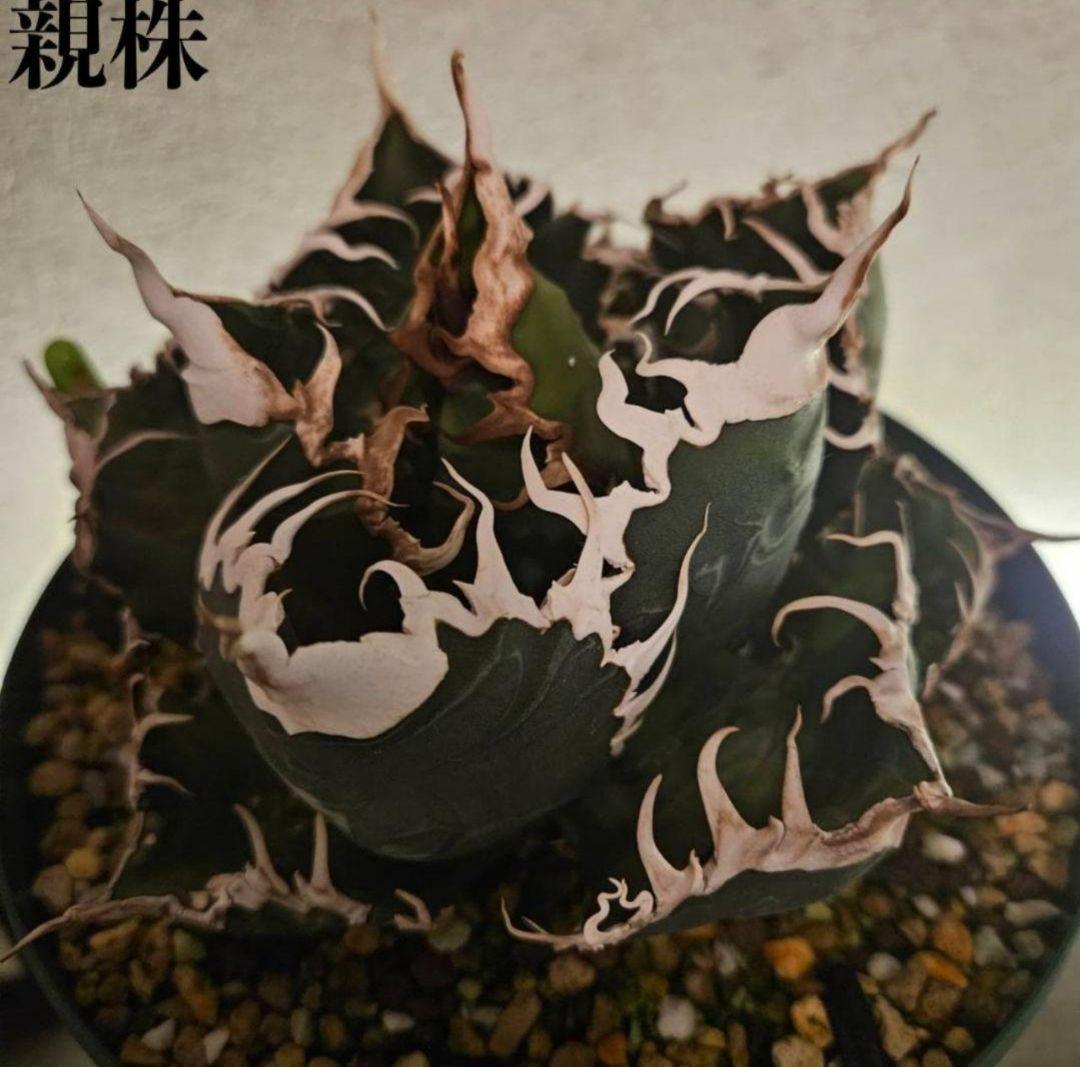 【最終価格】アガベ　スーパーチタノタ　バケモノ　悪魔くん