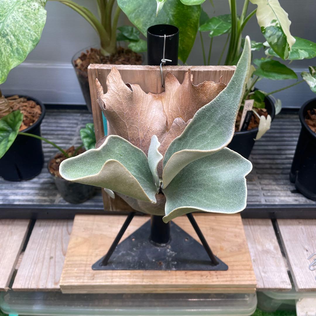 P.fsq De La Rocha デラロッチャ　pup