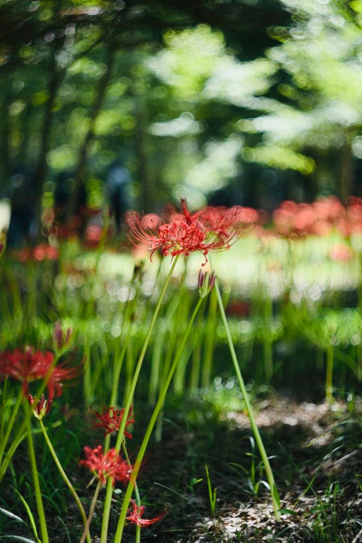 HERIOS ヘリオス 44 - 2 58mm f2 M42 ロシアレンズ