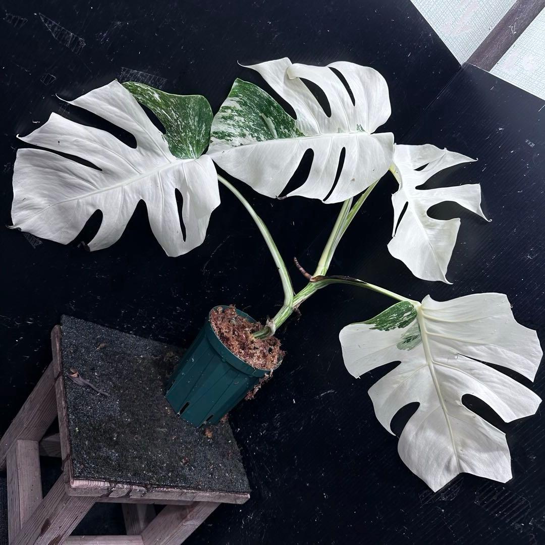 か*え様 斑入りモンステラ極上ホワイトタイガーフルムーン4号鉢植え発根済み