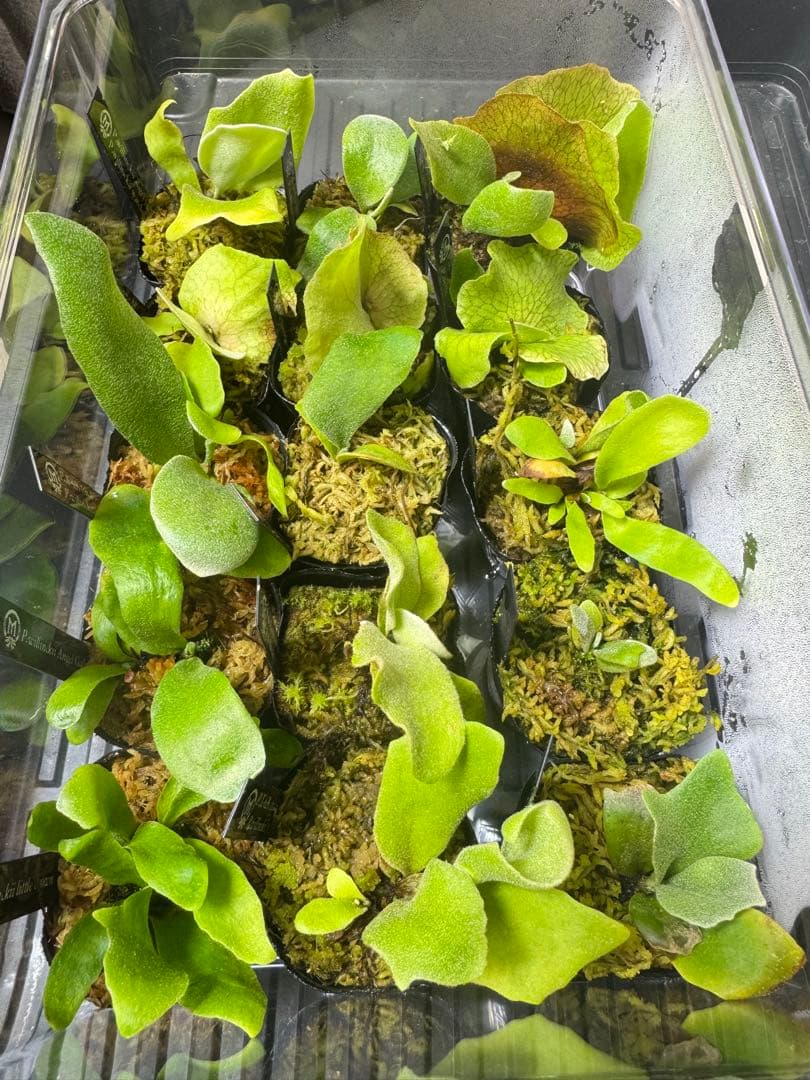 ビカクシダ 15種