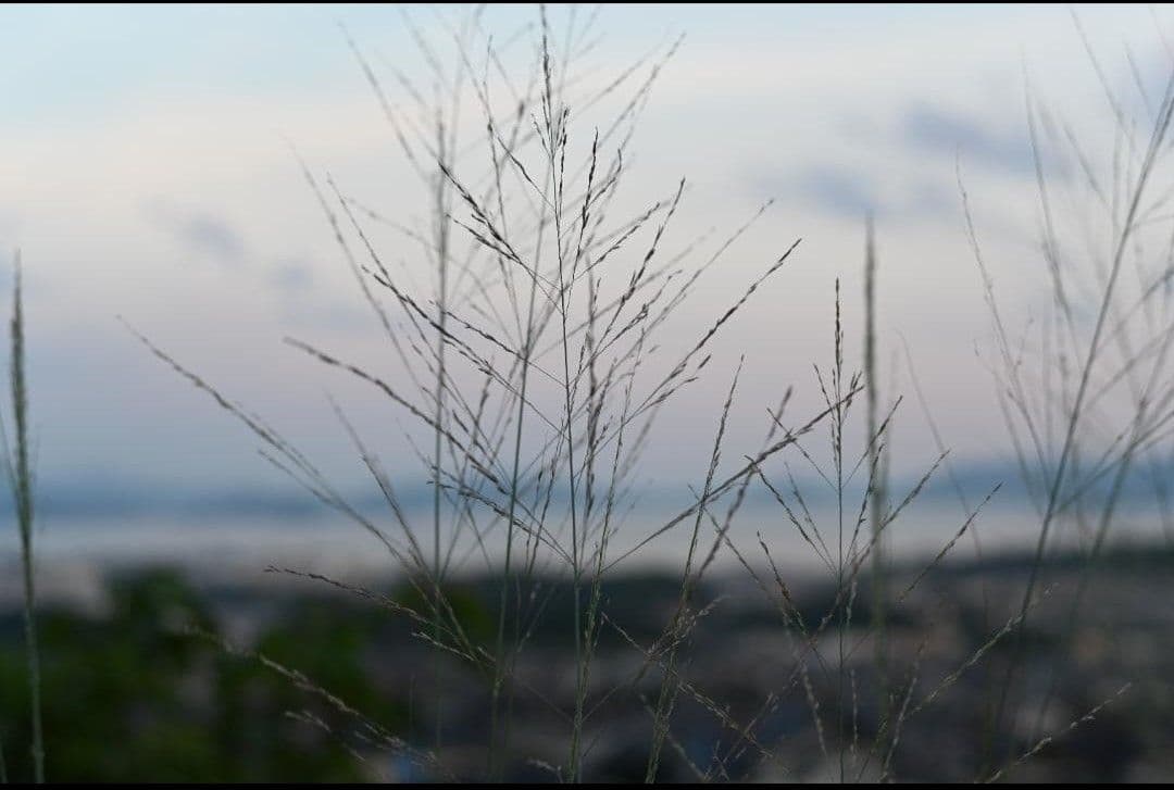 Nikon Z 6 ミラーレス一眼カメラ