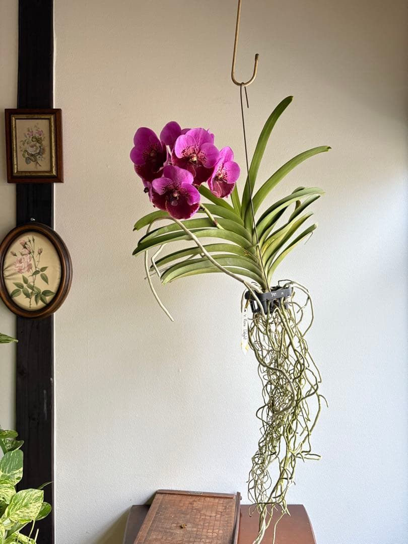 洋ラン バンダ 蘭 Renu Delight ツートン ①