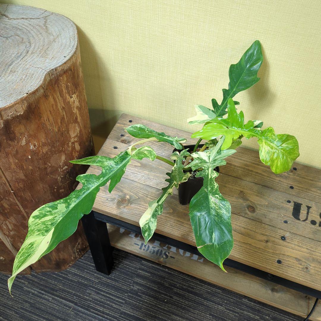 キ*ん様 Philodendron Florida Beauty x mayoi