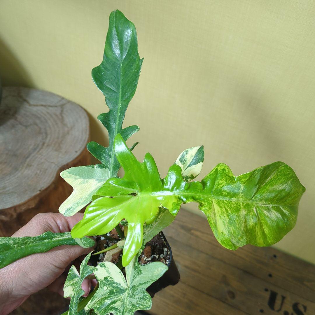 キ*ん様 Philodendron Florida Beauty x mayoi