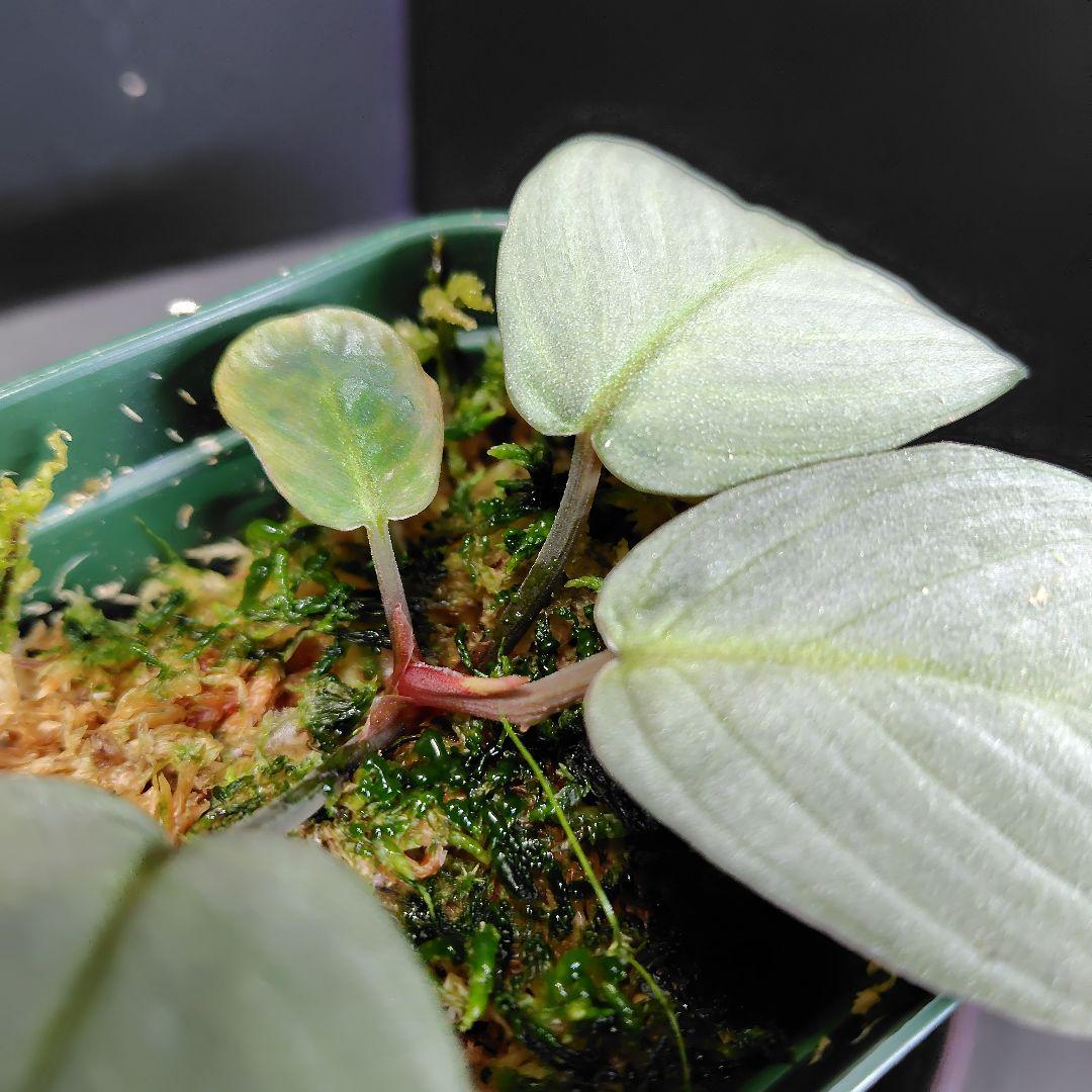 Homalomena sp 月輪