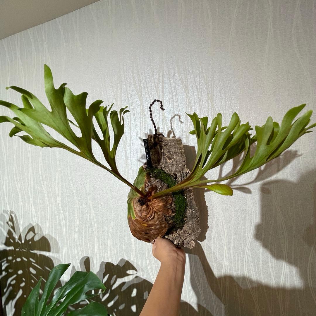 大株 P. ridleyi Wildリドレイ リドレー 長期育成株 ウィリンキー