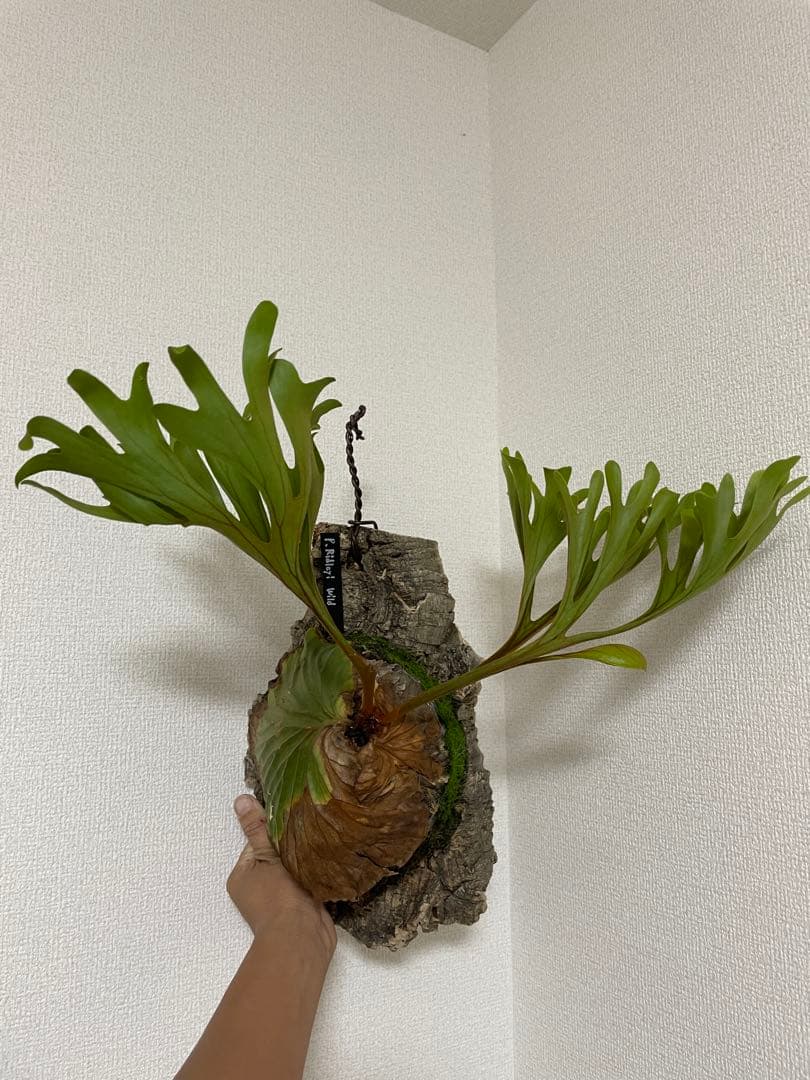 大株 P. ridleyi Wildリドレイ リドレー 長期育成株 ウィリンキー