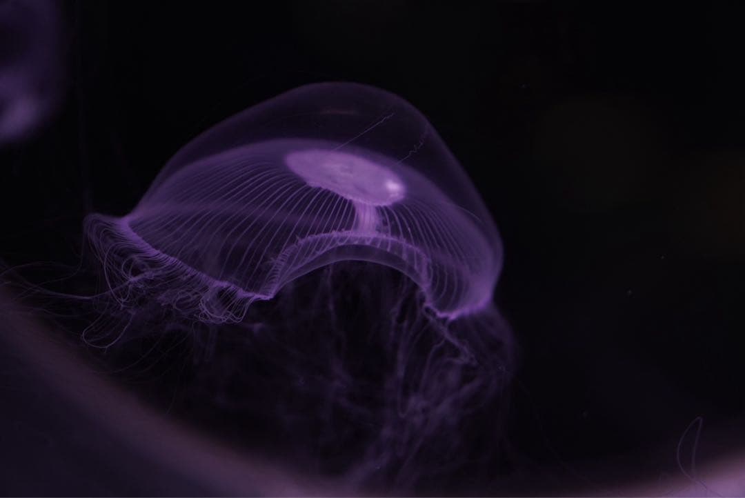 専用出品ショット数 4732 SONY a6400+SEL50F18+オマケ