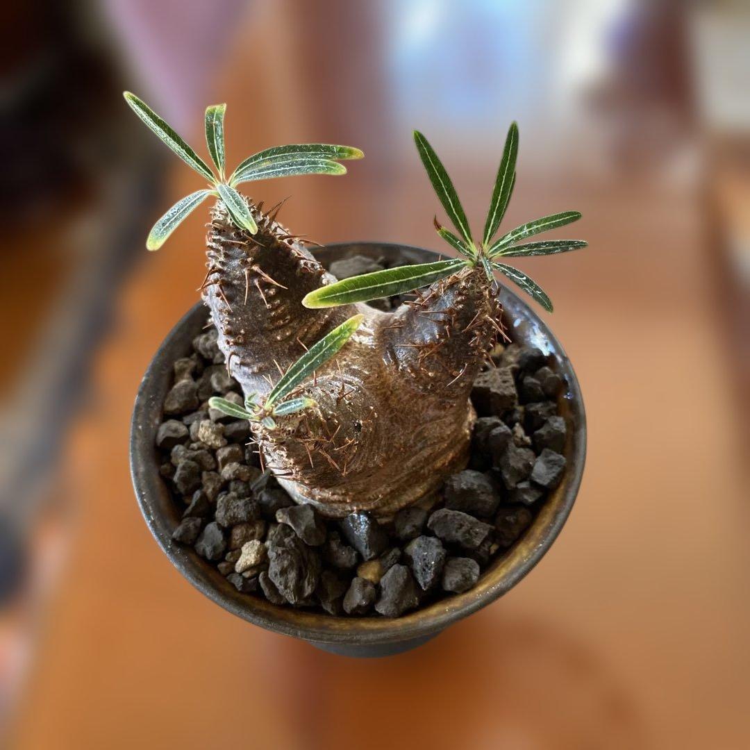 user_765aa874！希少 グラキリス多頭 発根確認済 現地球