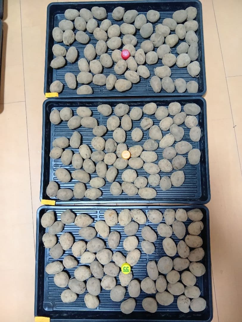 10kg m206 インカのめざめ 種芋