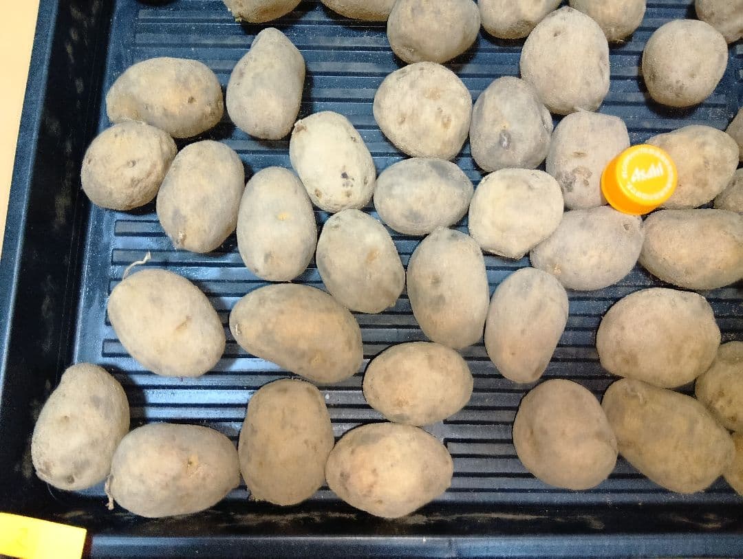 10kg m206 インカのめざめ 種芋