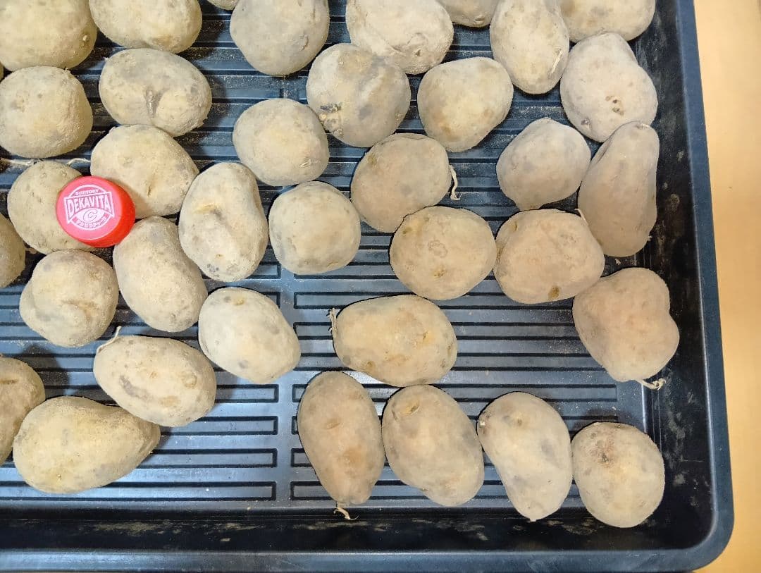 10kg m206 インカのめざめ 種芋