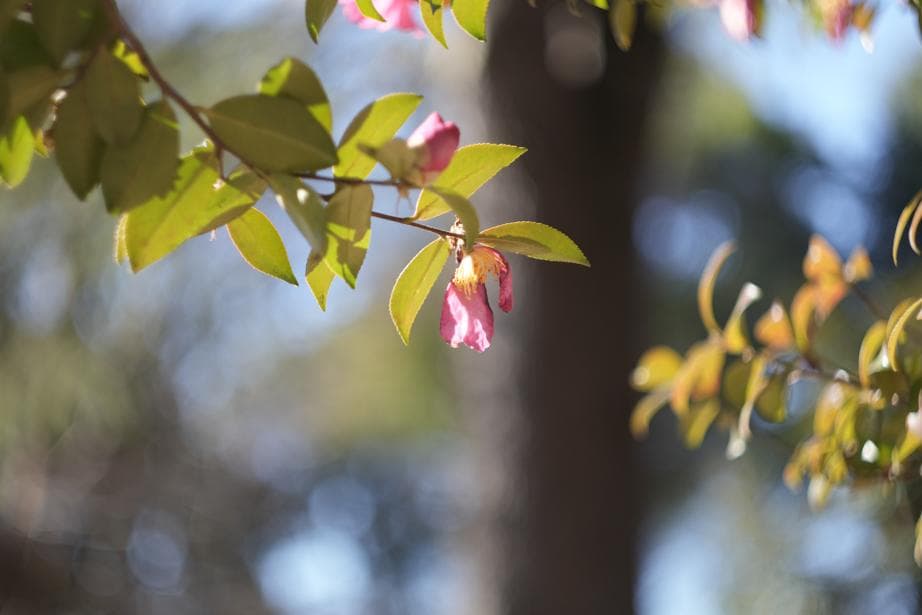 Helios44-2 58mm f2 M42 Zeissの銘玉Biotarコピー