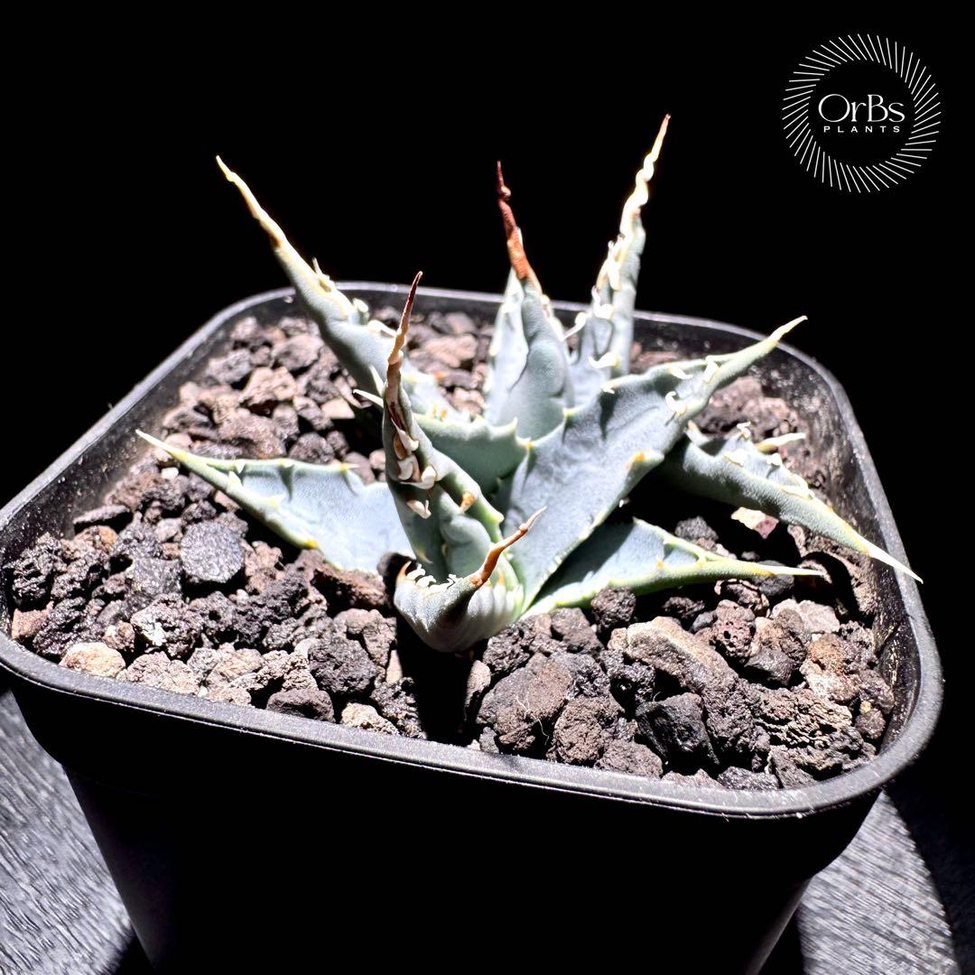 【実生】アガベ ユタエンシス エボリスピナ コークスクリュー ダブルヘッド 陽炎