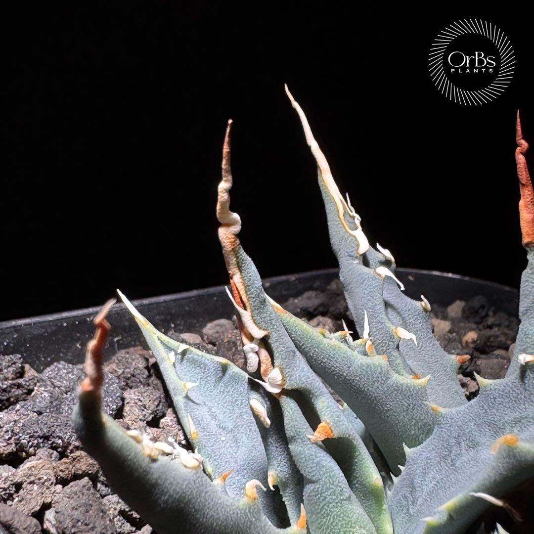 【実生】アガベ ユタエンシス エボリスピナ コークスクリュー ダブルヘッド 陽炎