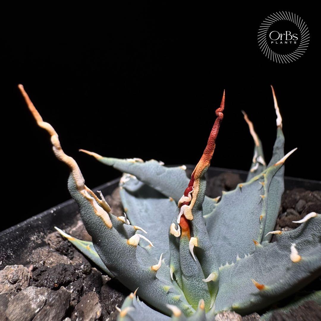 【実生】アガベ ユタエンシス エボリスピナ コークスクリュー ダブルヘッド 陽炎