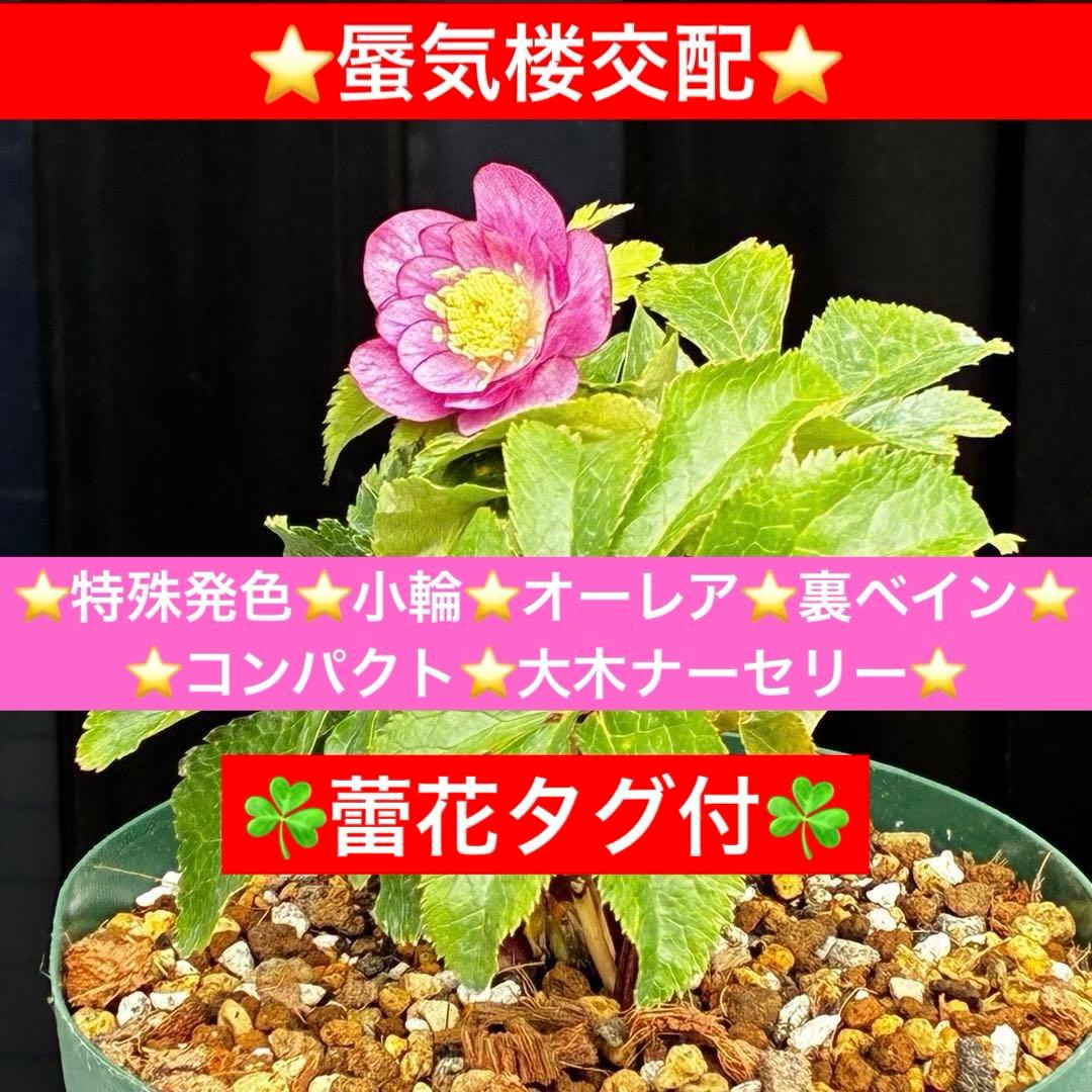 ˙*⋆様 3539☘️蕾花タグ付☘️蜃気楼交配⭐️特殊発色⭐️小輪⭐️オーレア⭐