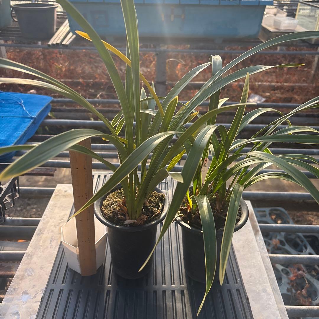 キンリョウヘン原種　2鉢セット　花芽計8付