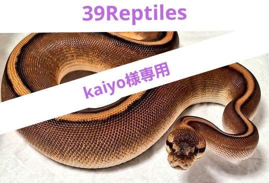 kaiyo様冷凍ラットSM10. S10ヤワゲss10マウスL20匹+オマケ付