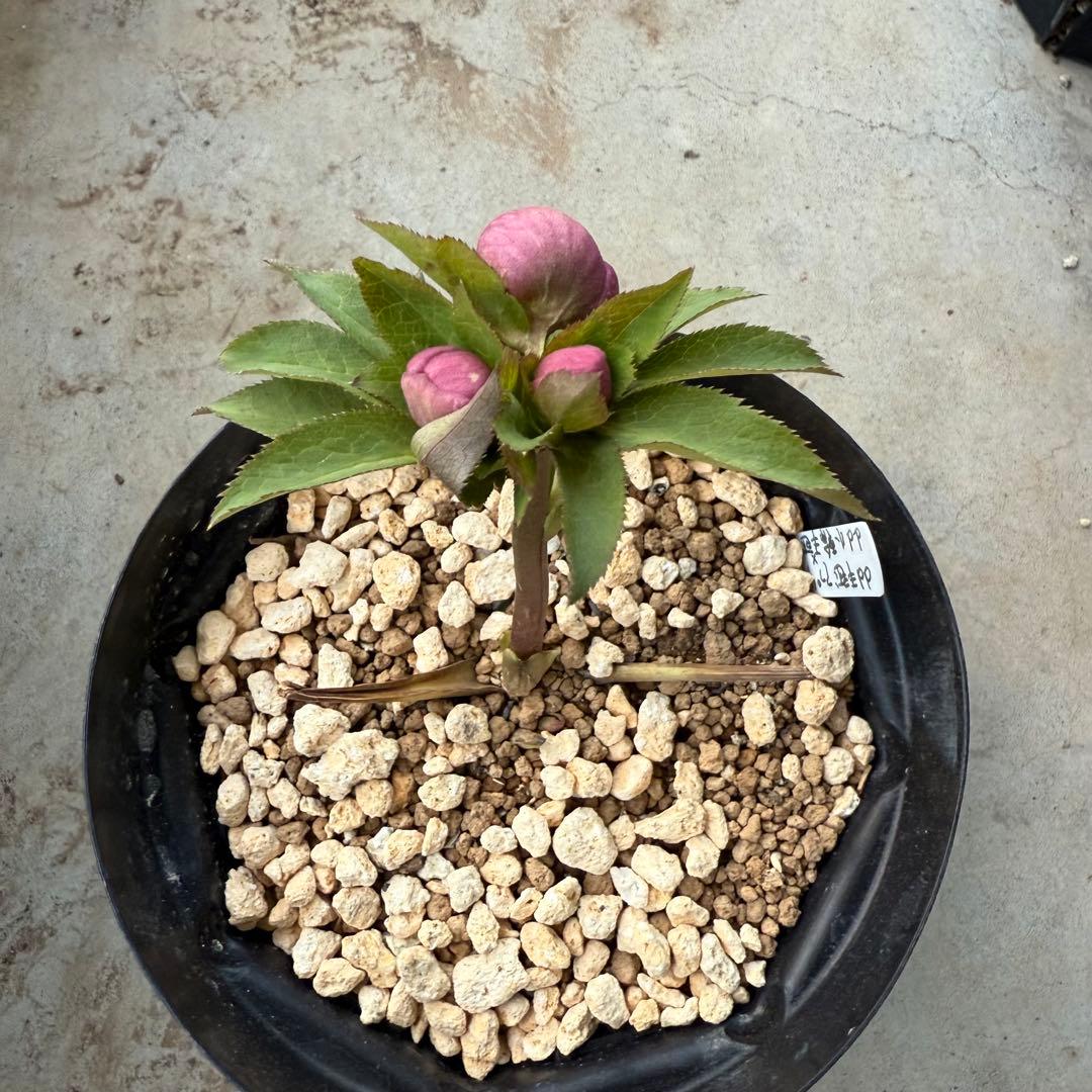 ま*こ様 クリスマスローズ 『小輪 手毬交配 ddアプリコットクリーム』